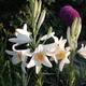 Virágoskert - Fehér liliom