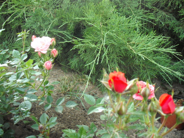 Rózsák - Babarózsák