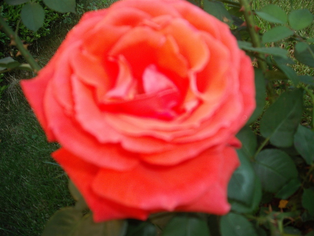 Rózsák - Kinyílva