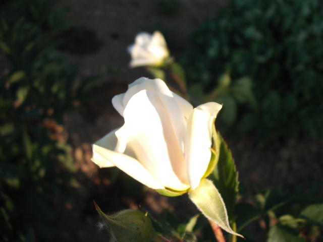 Rózsák - Fehér futó