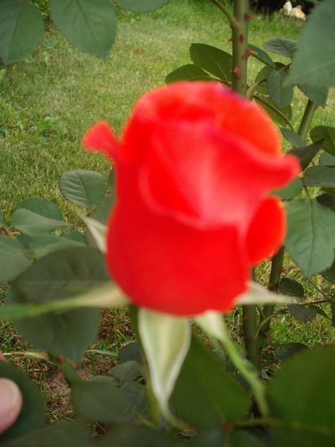 Rózsák - Virító színben