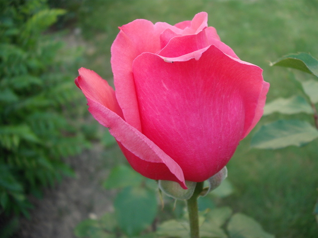 Rózsák - Élénk színben pompázó