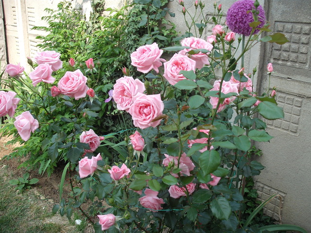 Rózsák - Futó rózsa kinyílva