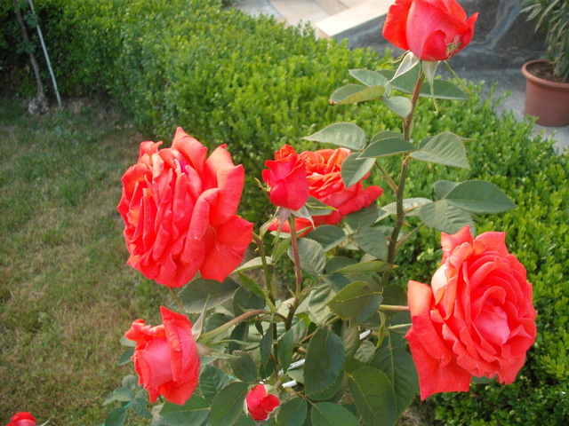 Rózsák - Leghálásabb rózsa ,állandóan nyílik