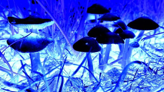 Csodák a talpunk  alatt - "Neon" gombák