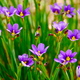 Nyári Fotózás - Szép kis lila virágok