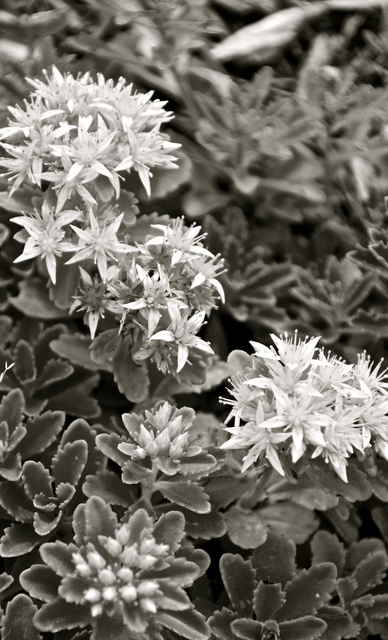 Nyári Fotózás - Virág bokor