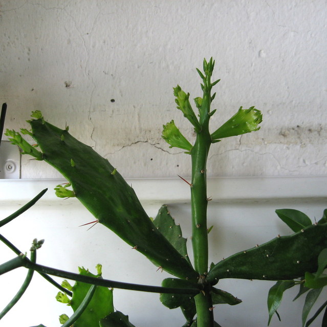 Növények fejlődése - júniusban