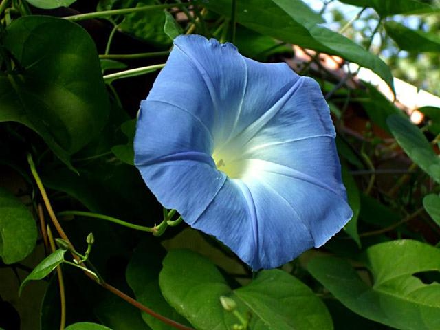 Ahol élek... - Kék hajnalka... Kár, hogy csak 1 napig él egy virágja...