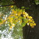 Öreg fa sárguló levelekkel 