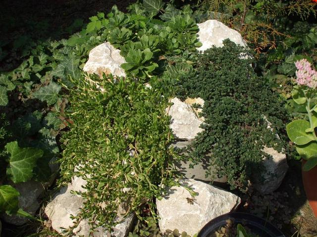Sziklakerti növényeim - Kakukkfű (Thymus 'Doone Valley') - Sárga délvirág (Delosperma deschampsii) - Örökzöld varjúháj (Sedum hybridum 'Immergrünchen'