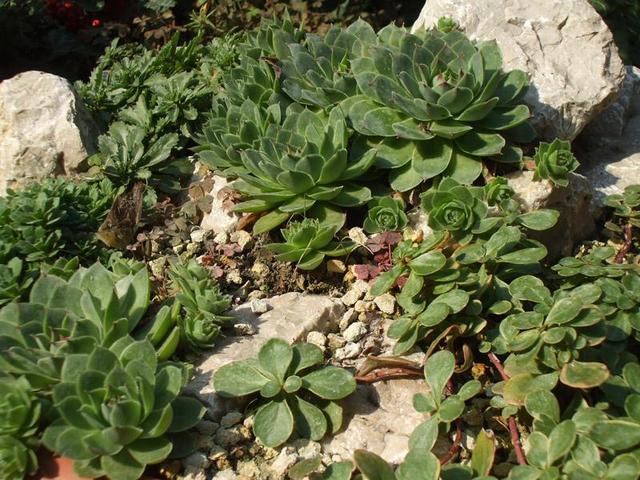 Sziklakerti növényeim - Kövirózsa (Sempervivum tectorum) - Tarka levelű varjúháj - (Sedum spurium Tricolor)