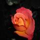 Egy rózsa szál szebben..................