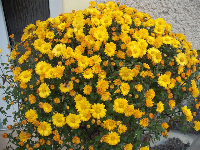 Novemberi virágok