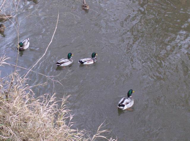 Tavasz a Télben - Kis kacsa fürdik../az Amper/ folyóban