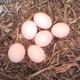 2012.03.10-én már 6 tojás van a fészekben