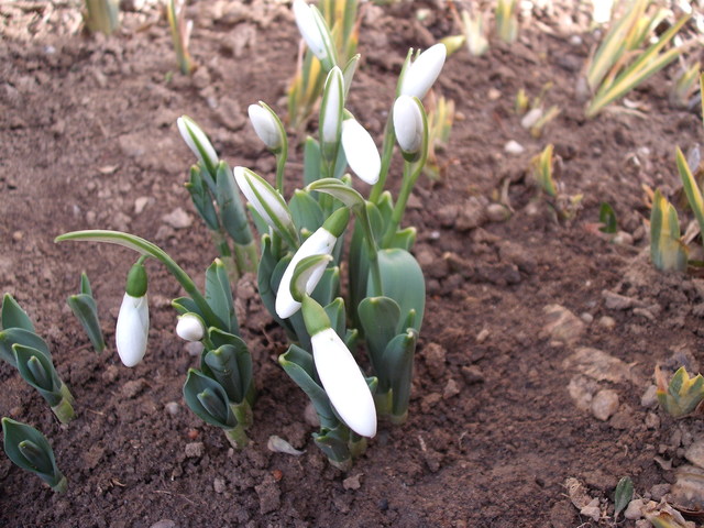 A télről 2012-ben - Januári hóvirág