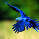 kék papagály