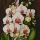 Festményeim, orchideák