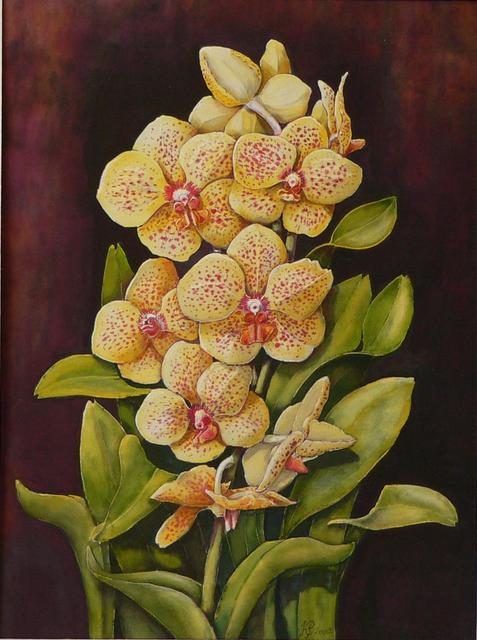 Festményeim, orchideák - Orchideák sorozat