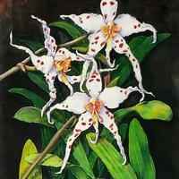 Orchideák sorozat