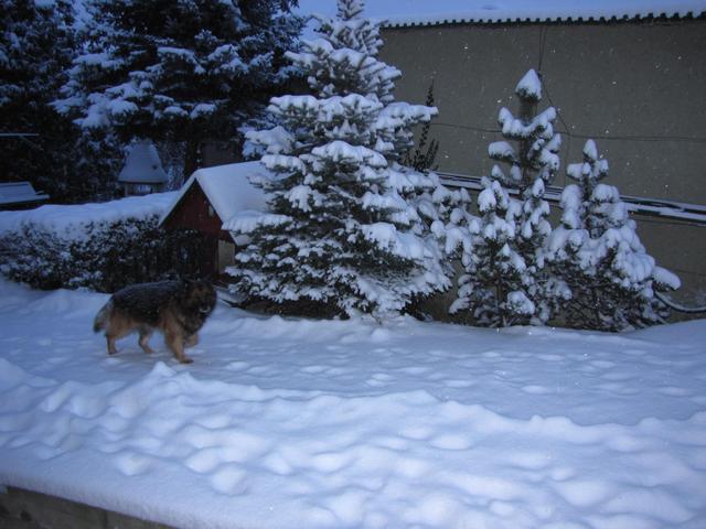 A hazám és a házam - A kutyám téli esti műszakban
