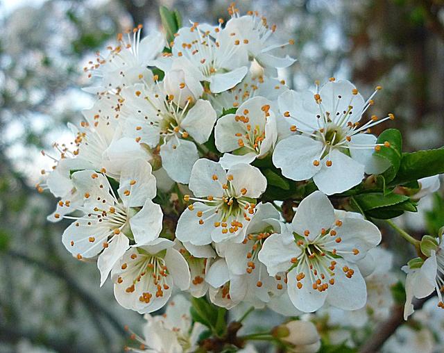 Tavaszi barangolásaim 2012 - Ringlószilvafa virágba borult