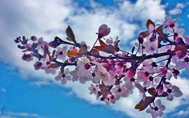 Tavaszi barangolásaim 2012 - Dísz-szilva virágos ága