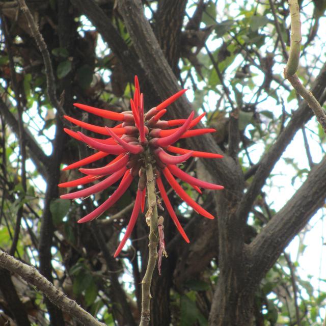 flowers of Mexico