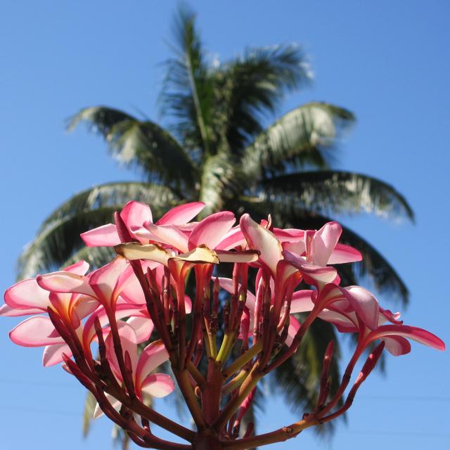 flowers of Cuba - névtelen