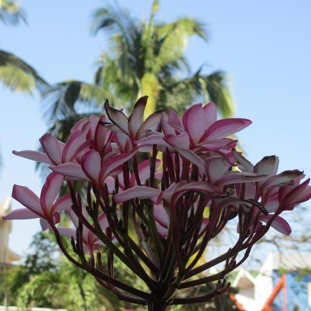 flowers of Cuba