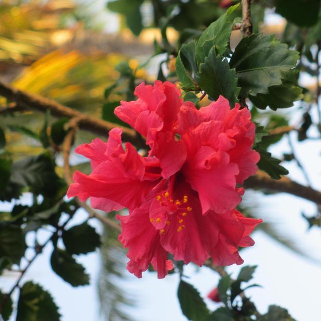 flowers of Cuba - Mandevilla fordros
