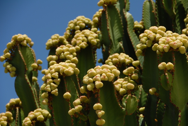 Tenerife - Kaktusz virág