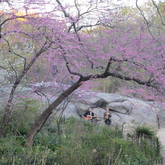 New York Central Park - Koncert Rózsaszínben
