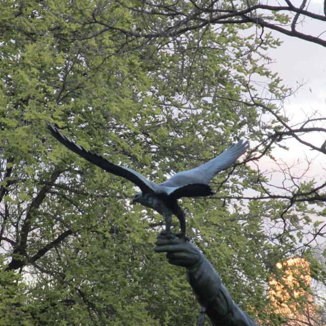 New York Central Park - Rab madár