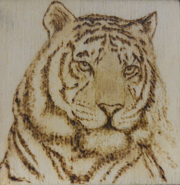 Hobby - Égetett kép - Tigris