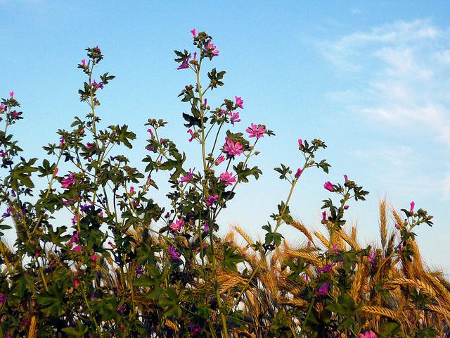 Vadvirágok - Papsajtmályva
