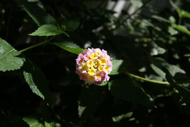 Virágok a kertemből és más növények