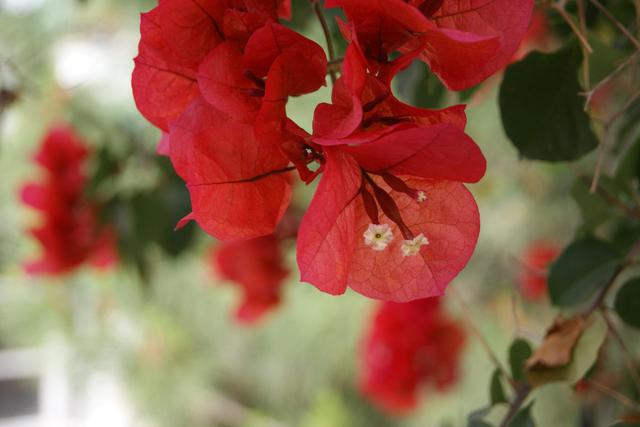 Virágok a kertemből és más növények - piros bogenwill