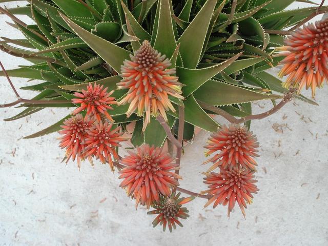 Virágok a kertemből és más növények - Aloe
