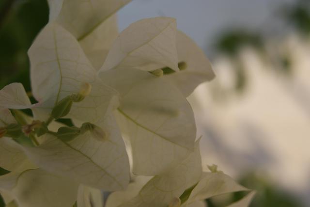 Virágok a kertemből és más növények - fehér bogenwill