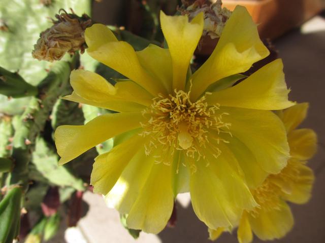 "Kaktusz(om) virága"