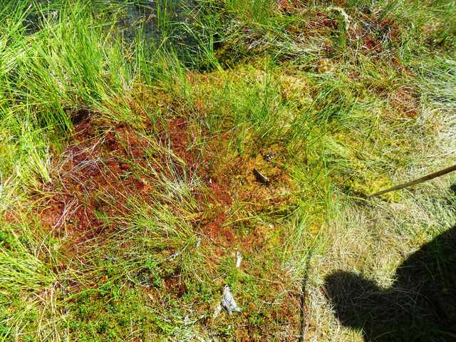 Gyalogtúra Tusnád-Szent Anna tó-Mohos tőzegláp - A ritkaságszámba menő húsevő növény