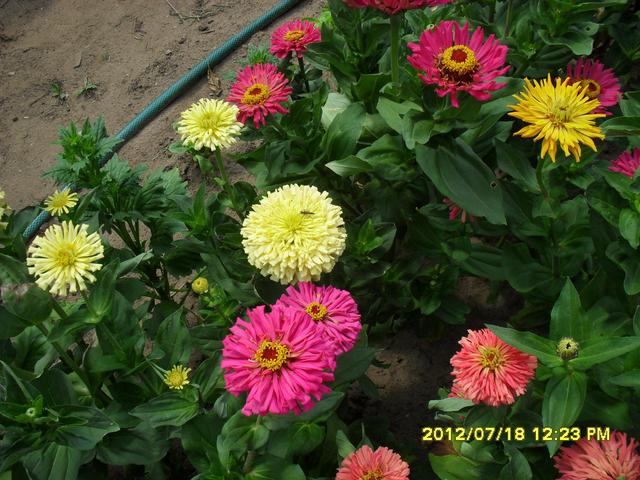 2012 nyári virágok