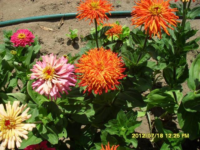 2012 nyári virágok