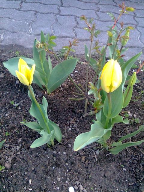A kertemből - sárga tulipánok