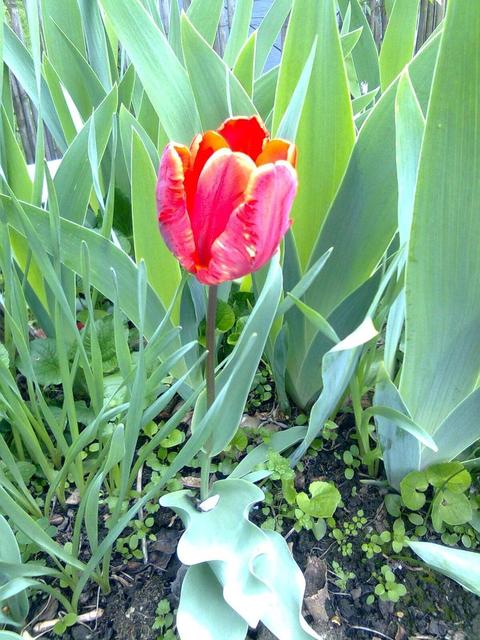 A kertemből - cirmos szélű tulipán