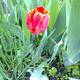 cirmos szélű tulipán