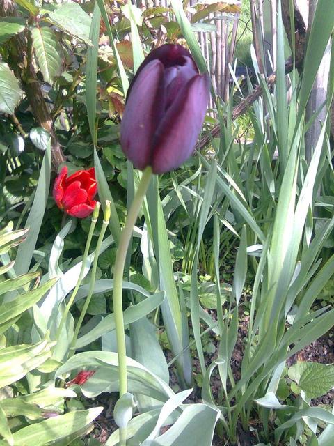 A kertemből - fekete tulipán