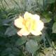 Fodros szélü sárga bokor rózsa
